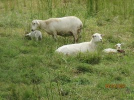 52 and 26 with lambs 24 Sep 2022.JPG