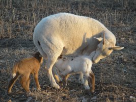 NM Dahl ewes & twins 2012.jpg