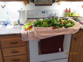 pepper harvest before frost 9 Oct 2022.JPG