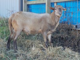 Ooops ram lamb 4 Nov 2022.jpg