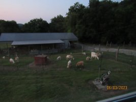 Evening grazing 3 June 2023.JPG