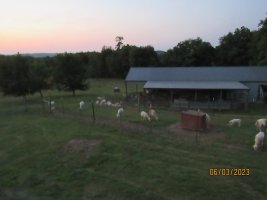 Evening grazing2 23 June 2023.JPG