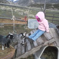Am I feeding 2-5 month old Pygmy Goats correctly?