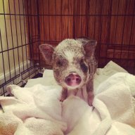 Piggy Rescue