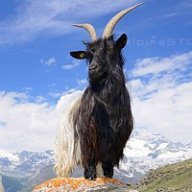 Valais