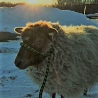 MiniSheep