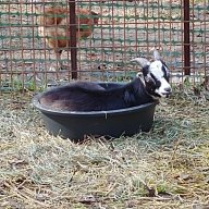 Tracie's Goats