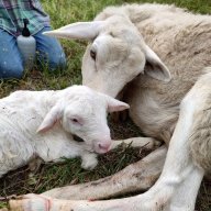 blessedfarmgirl