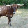 AF Texas Longhorn Ranch