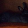 SweetBun
