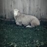 Maple_Lane_Lambs