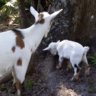 B&B Happy goats