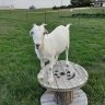 KST goat farm