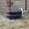 Tracie's Goats