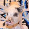 westtexasmicropigs