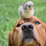 Squawkers