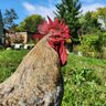 talkinboutchickens