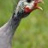 Guinea Fowl Galore