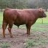 hilltopdextercattle