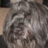 Briard'nSheep