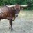 AF Texas Longhorn Ranch