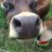 MiniMOO