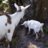 B&B Happy goats