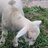 Mike'sgotalittlelamb