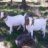 SDBoerGoats