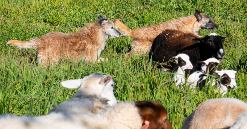 POW: Obi and Zo with the flock from SageHill