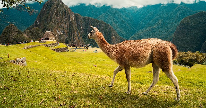 Why You Should Add Llamas To Your Backyard Herd