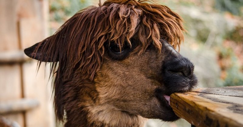 What Can Alpacas Eat?