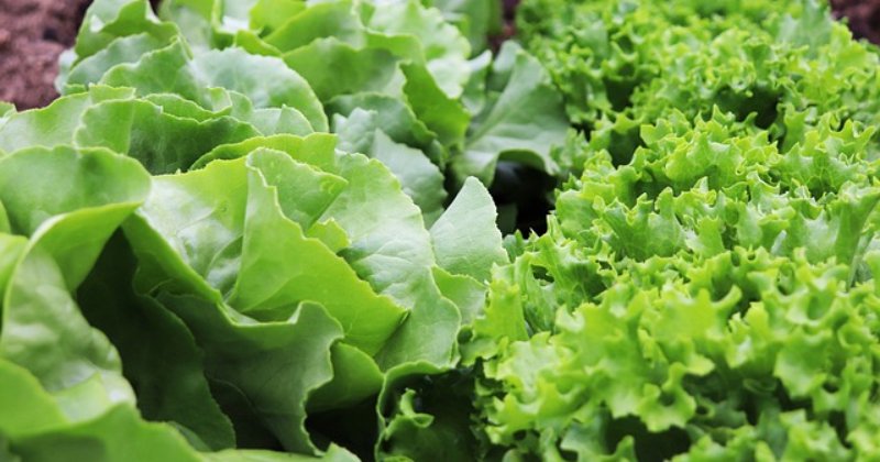 Tips for Growing Lettuce Indoors