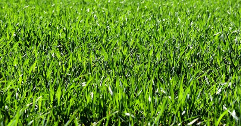 How to Maintain a Healthy and Eco-Friendly Lawn