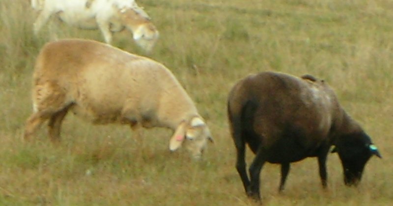 POW: third generation lambs on the pasture from The Old Ram-Australia
