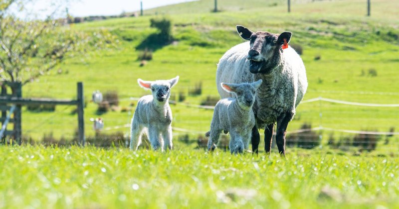 How Often to Breed Ewes?