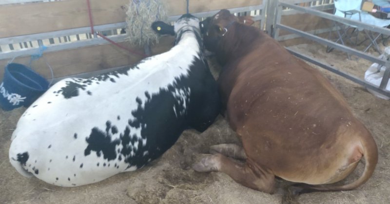 POW: Pedro and Rico chillin at the fair from BrahmerQueen