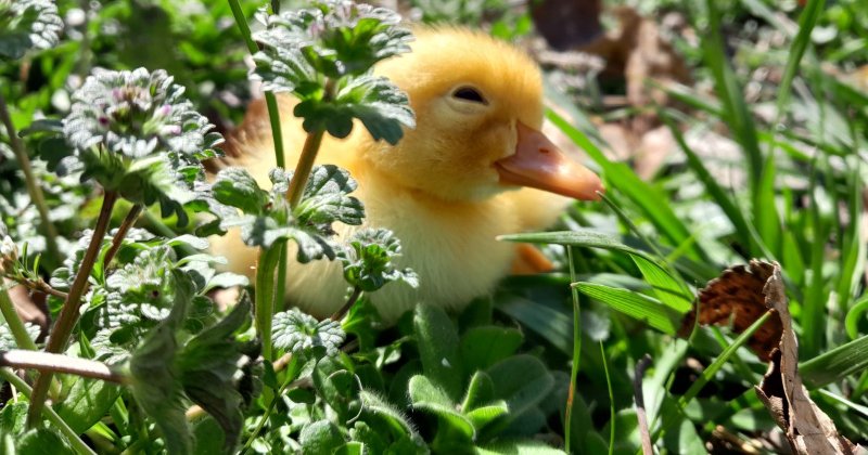 POW: Day old duckling enjoying the sunshine from Cosmo spring garden