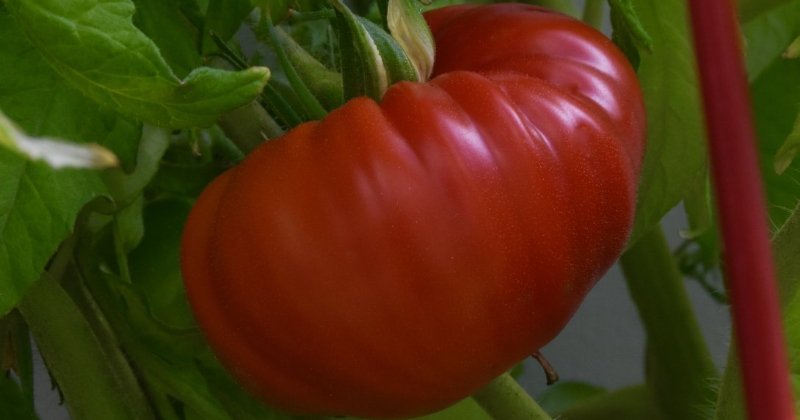 POW: Beautiful greenhouse tomato from catjac1975