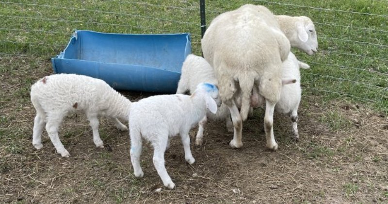 POW: Bottle lamb trying to steal milk from Baymule
