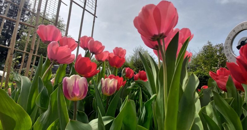 POW: Gorgeous Tulips from Phaedra
