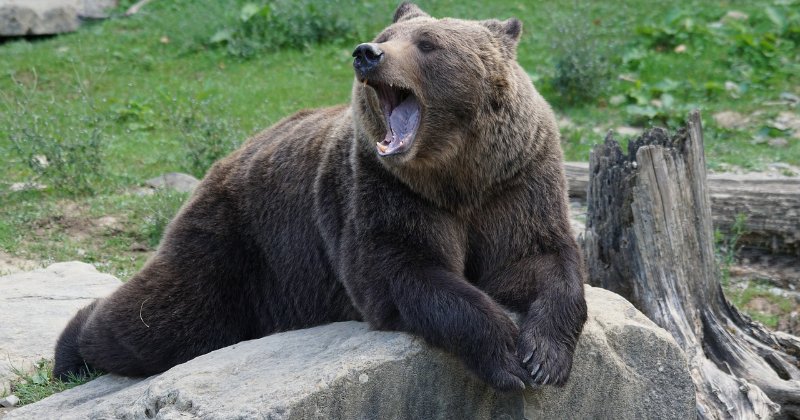 How do you manage predator safety for your livestock or pets?