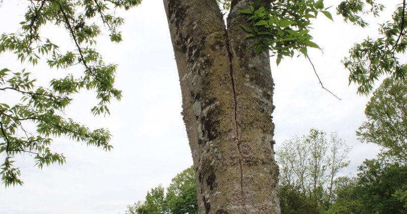 Can we save this tree?