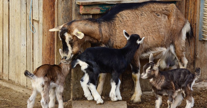 🐐 How Much Do You Know About Goat Breeds? 🧠