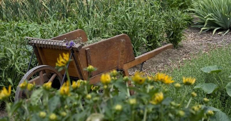 🐝 Can You Name That Garden Beneficial?