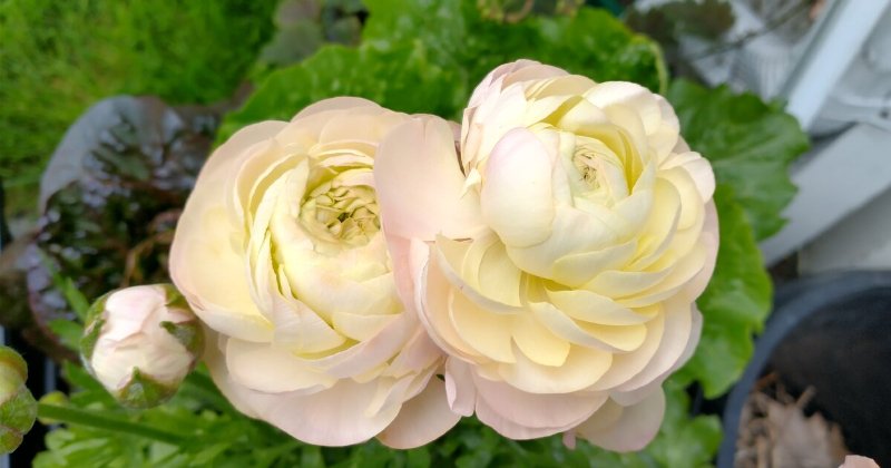 POW: Ranunculas in bloom from Branching Out