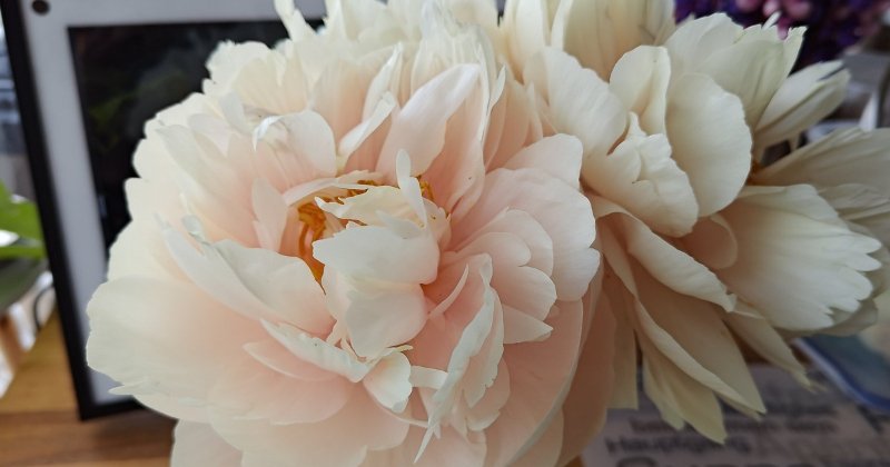 POW: Beautiful Peony variety 'Pastelegance' from Phaedra