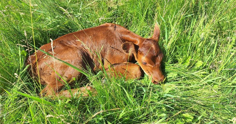 POW: Toffees calf from 4-Hgirl