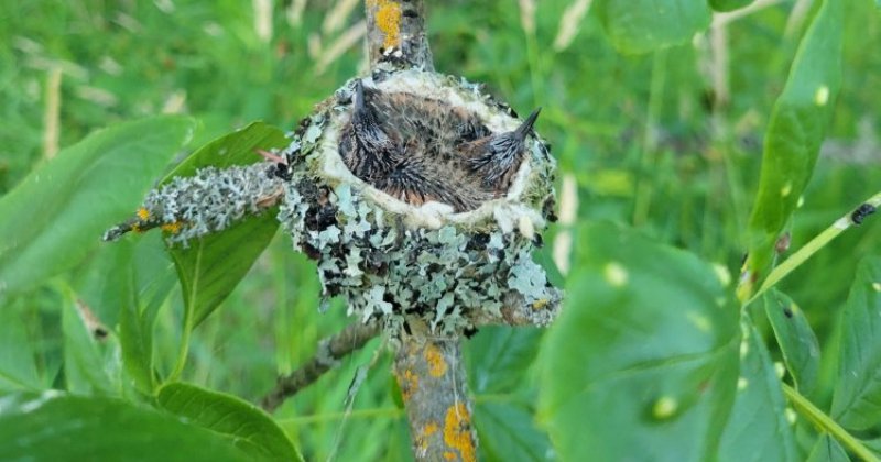 POW: Hummingbird babies from Hinotori