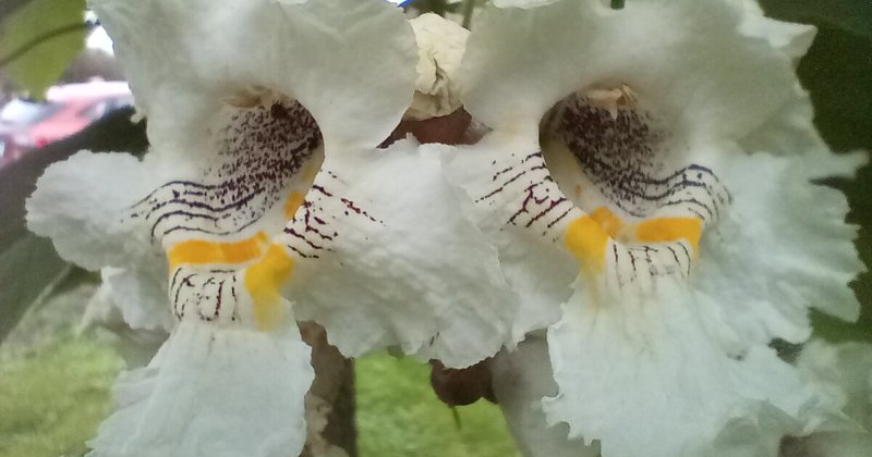POW: Beautiful Catalpa blooms from Carol Dee